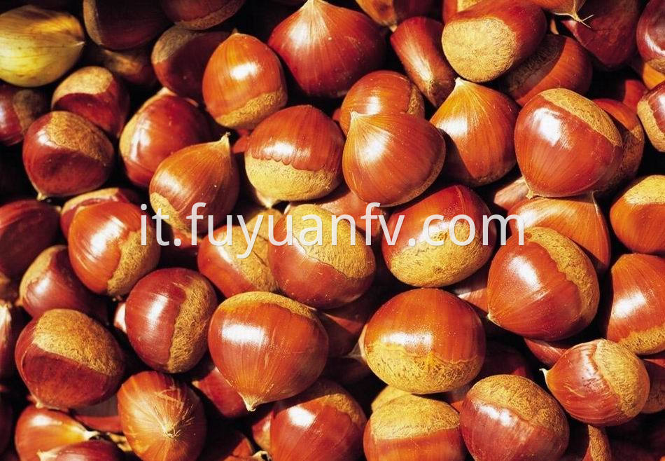 Fresh Chestnut 11